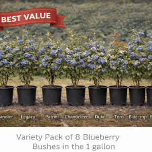 Chandler, Legacy, Patriot, Chanticleer, Duke, Toro & Bluecrop