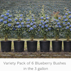 Variet Pack of 3 gallon blueberry bushes