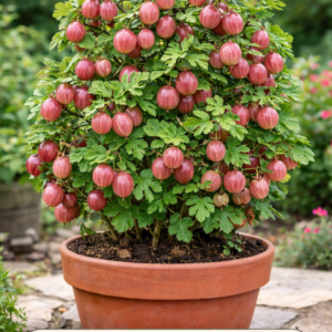 Captivator Gooseberry