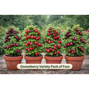 Variety Pack of 4 Gooseberries